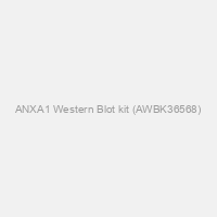ANXA1 Western Blot kit (AWBK36568)